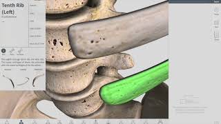 Erector Spinae Muscles Stretches  Ask Doctor Jo [upl. by Colby]