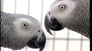 African Grey Parrots  Care and Breeding  Part 1 Full [upl. by Halsted]