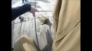 STUNG BY A STINGRAY INSANE FOOTAGE [upl. by Janette322]