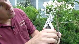 How to Prune Evergreen Shrubs Selectively [upl. by Zerlina92]