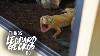 16 Things That Leopard Geckos Do [upl. by Mimajneb705]