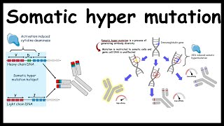 Somatic hypermutation  Generating antibody diversity [upl. by Aynotel]