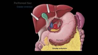 Peritoneum tutorial [upl. by Bahner]