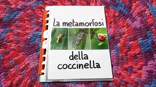 La metamorfosi della Coccinella [upl. by Frederique]