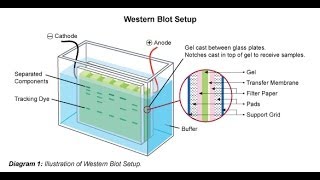 Western blot [upl. by Hacceber]