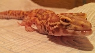 Treating Metabolic Bone Disease  Leopard Geckos [upl. by Ilrebmyk]