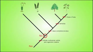 Biologia  Como ler um Cladograma [upl. by Dwane]