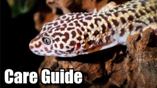 Complete Leopard Gecko Care Guide  2020 [upl. by Ahsiemat]