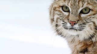 A Bobcat Uses a Different Hunting Strategy to Catch a Duck [upl. by Enyahc]