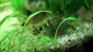 Killies clowns reproduction oeufs  Epiplatys annulatus spawning [upl. by Eissolf]