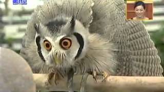 Meet the incredible Japanese transforming owl [upl. by Yentyrb]