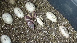 Leopard Gecko Hatching [upl. by Oicneserc22]