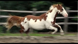 Americas First Horse Hidalgo and the Spanish Mustang [upl. by Cath741]