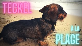 Teckel Qui Court à la Plage 🏝 [upl. by Cirala]