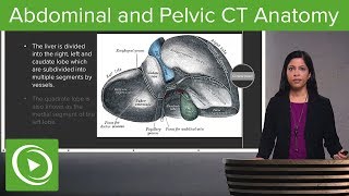 Normal Abdominal amp Pelvic CT Anatomy Algorithm – Radiology  Lecturio [upl. by Eiznyl]