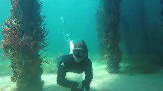 Busselton Jetty Diving [upl. by Dranek648]