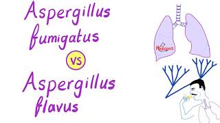 Aspergillus fumigatus VS Aspergillus flavus  Microbiology [upl. by Jammal]