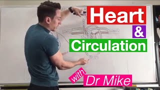 Heart Circulation  Cardiology [upl. by Ennazzus]