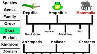 Phylogeny and the Tree of Life [upl. by Grefe315]