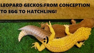 SLIMS REPTILES THE LEOPARD GECKO BREEDING PROCESS [upl. by Jasen]