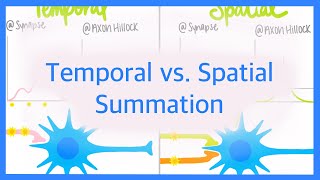 Temporal vs Spatial Summation [upl. by Sperling589]