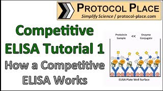 Competitive ELISA Tutorial 1 How a Competitive ELISA Works [upl. by Rekyr]