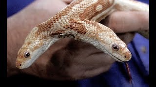 Genetic Mutations  Hidden Secret Nat Geo [upl. by Audsley]