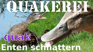 Enten quaken  QUAKEREI  Enten beim schnattern und quaken [upl. by Dombrowski]