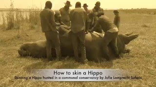 How to skin a Hippo [upl. by Skelton]