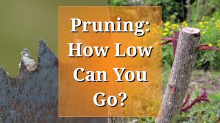 Pruning How Low Can You Go [upl. by Jonah]