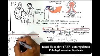 Renal blood flow RBF autoregulation Tubuloglomerular Feedback [upl. by Keary]