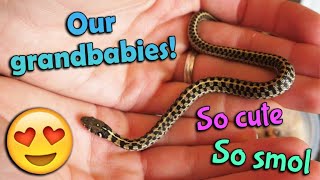 Unboxing our Grandbaby Garter Snakes [upl. by Lurline]