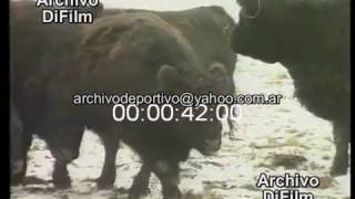 Mal de las vacas locas  Encefalopatía espongiforme bovina  DiFilm 1997 [upl. by Winni745]