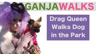 GANJA WALKS  Drag Queen Walks Puppy in the Park [upl. by Fotinas]