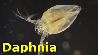 Daphnia [upl. by Griswold174]