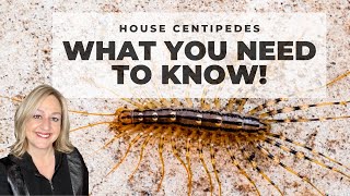 House Centipedes  What you need to know [upl. by Nnylanna]