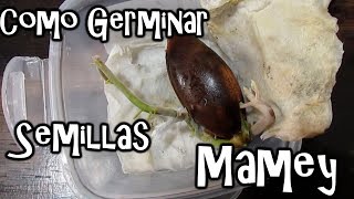 Como Germinar Semillas de Mamey  México Verde [upl. by Galanti]