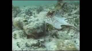 Shapeshifting Octopus amazing camouflage [upl. by Eiramit152]