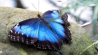 Blue Morpho Butterflies Morpho peleides [upl. by Ahsinut967]