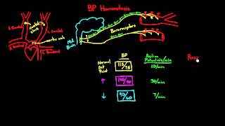 Autoregulation  Baroreceptors [upl. by Kiel]