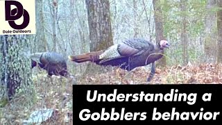 Understanding a GOBBLERS Behavior  Having more TURKEY HUNTING success [upl. by Heidi]