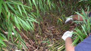 How to prune a clumping bamboo [upl. by Finnie]