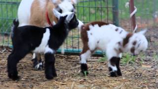 Baby Goats Playing and Jumping [upl. by Agace511]