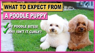 TOY POODLE PUPPY 10 Things to Expect AFTER Getting One The Poodle Mom [upl. by Servetnick]