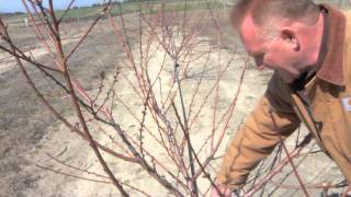 Pruning a TwoYear Old Peach Tree [upl. by Arodaeht140]