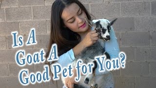 Goats As Pets  Everything you need to know to get a goat [upl. by Atterual]