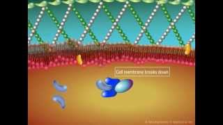 The Role of Azoles [upl. by Rolan]