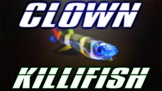 Clown Killifish Care Guide [upl. by Yeloc213]