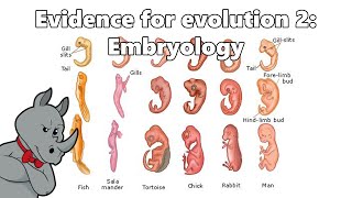 Evidence for Evolution  Embryology [upl. by Batsheva]