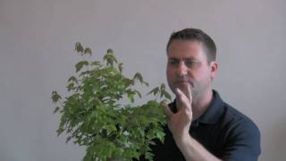 How to Bonsai  Reduce Leaf Size [upl. by Refinne632]